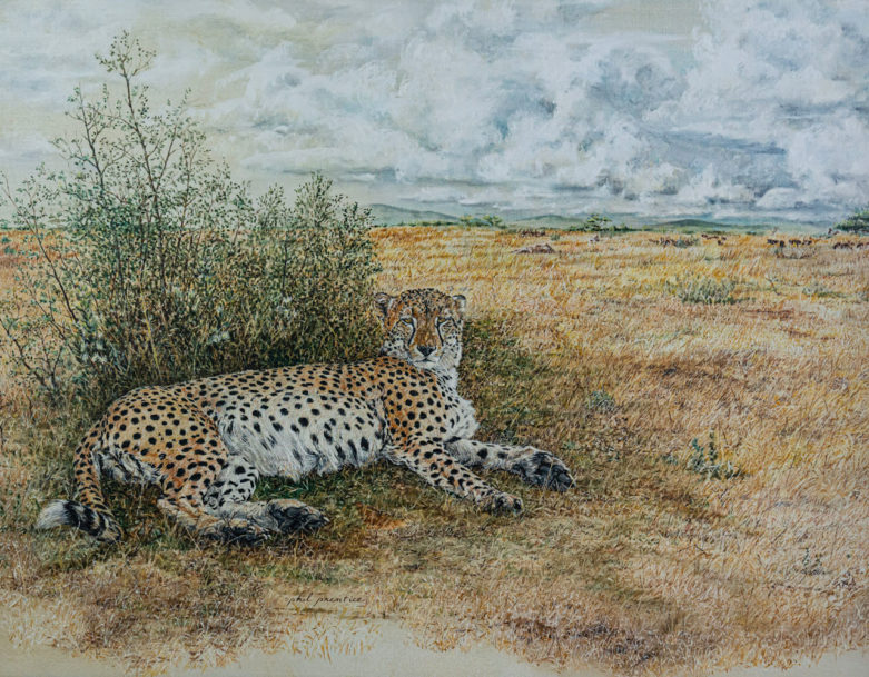 serengeti cheetah 0197